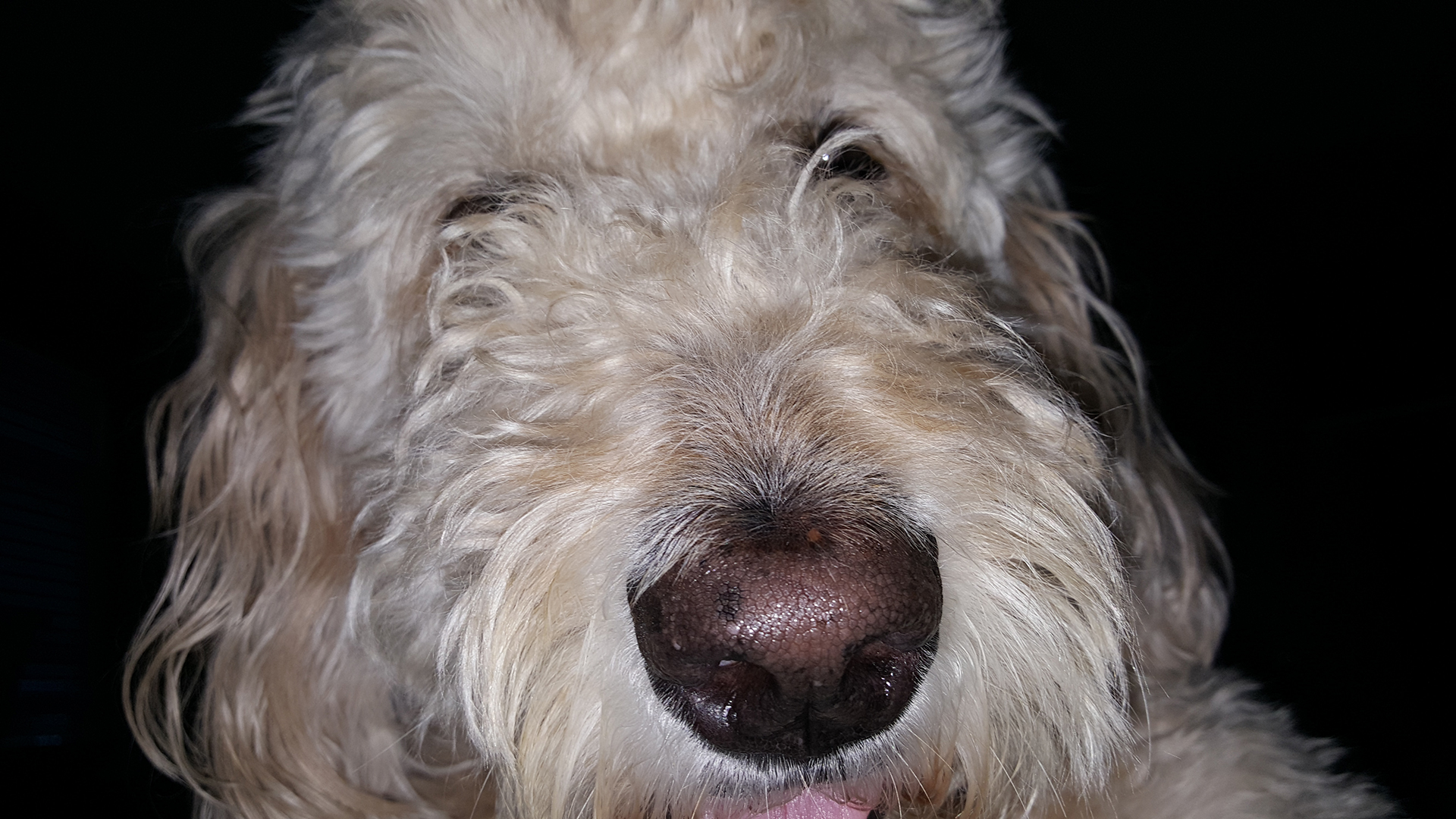 The Best Dog Ever – RIP