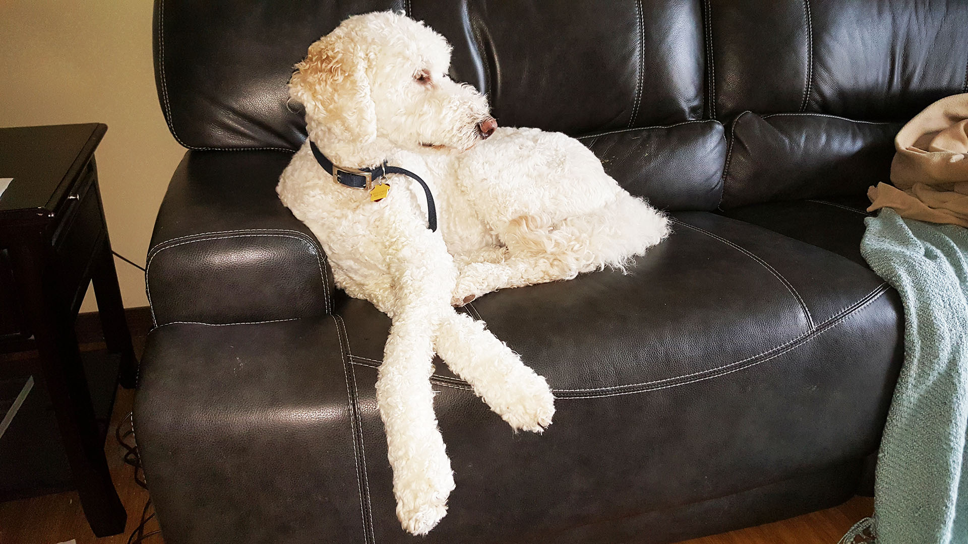 A Growler in the House