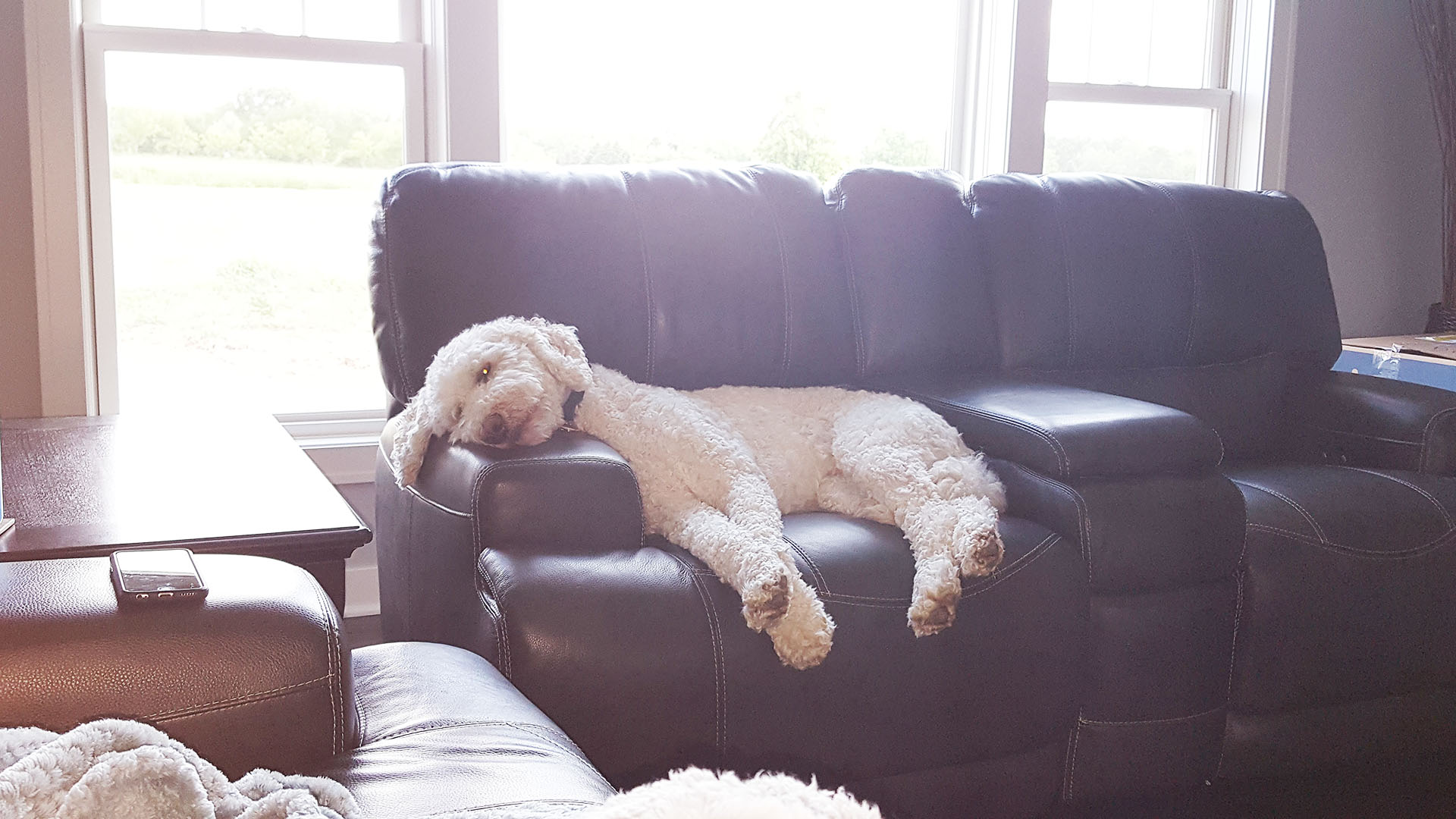 Disgustingly Adorable